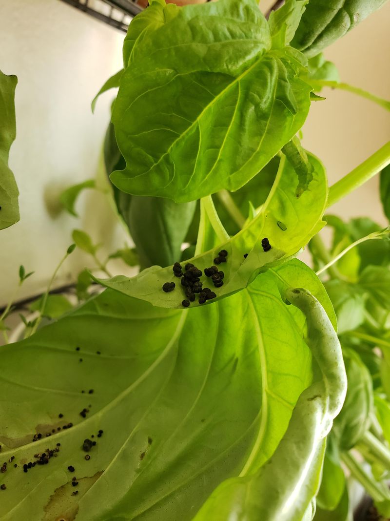 Search For Caterpillars And Droppings