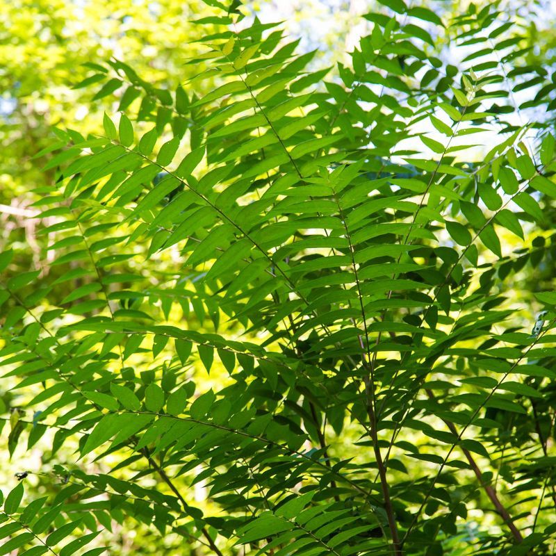 Search For Tree Of Heaven Close By Search For Tree Of Heaven Close By