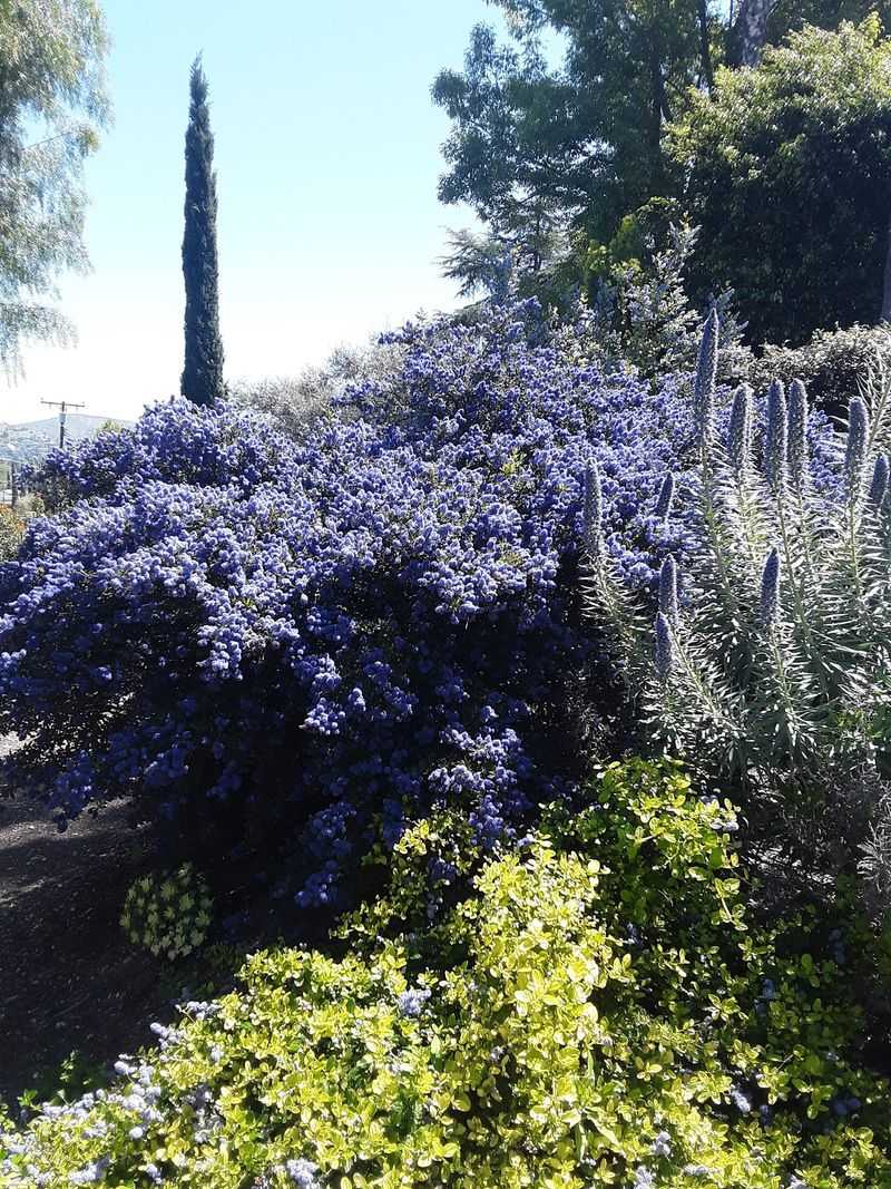 Search Matilija Nursery For Unusual Natives
