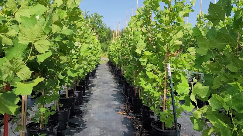 Search Specialty Stock At Texas Tree Farms