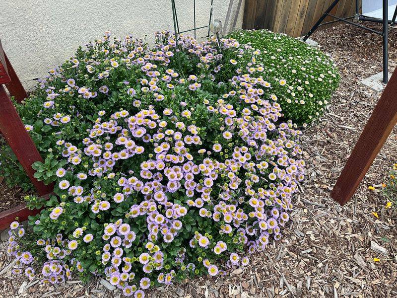 Seaside Daisy Can Settle Into Heavy Coastal Soils