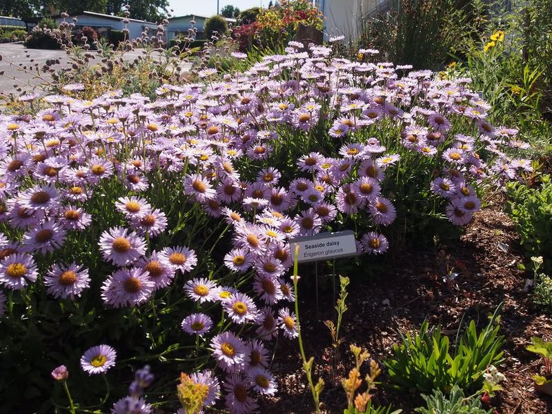 Seaside Daisy Softens Pavement Without Blocking Views