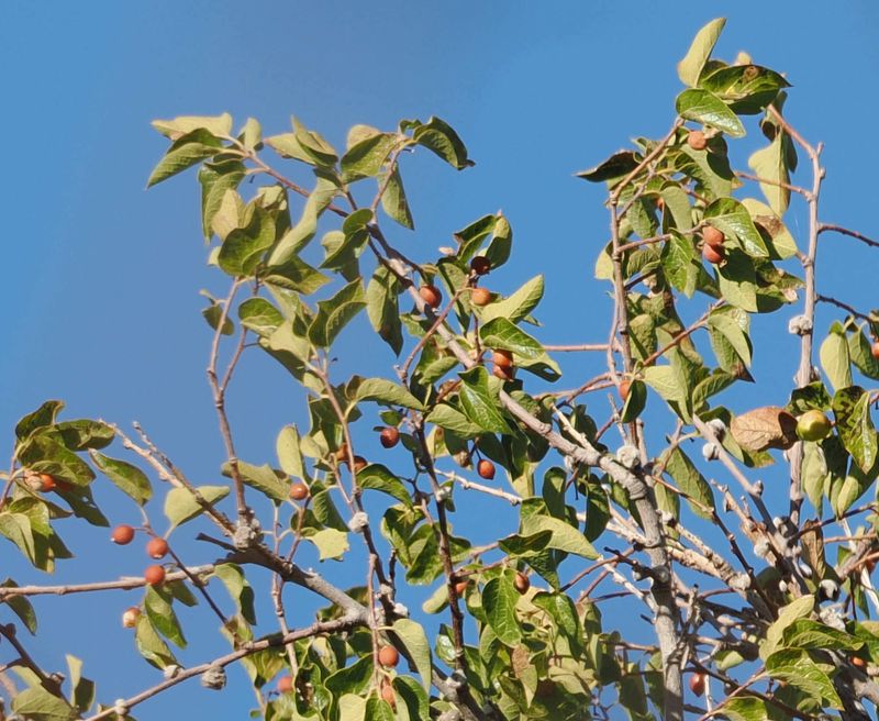 Seasonal Berries Feed Local Wildlife Seasonal Berries Feed Local Wildlife