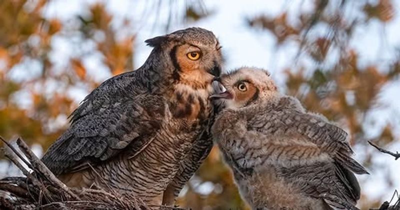 Seasonal Calling Can Mark Courtship Seasonal Calling Can Mark Courtship