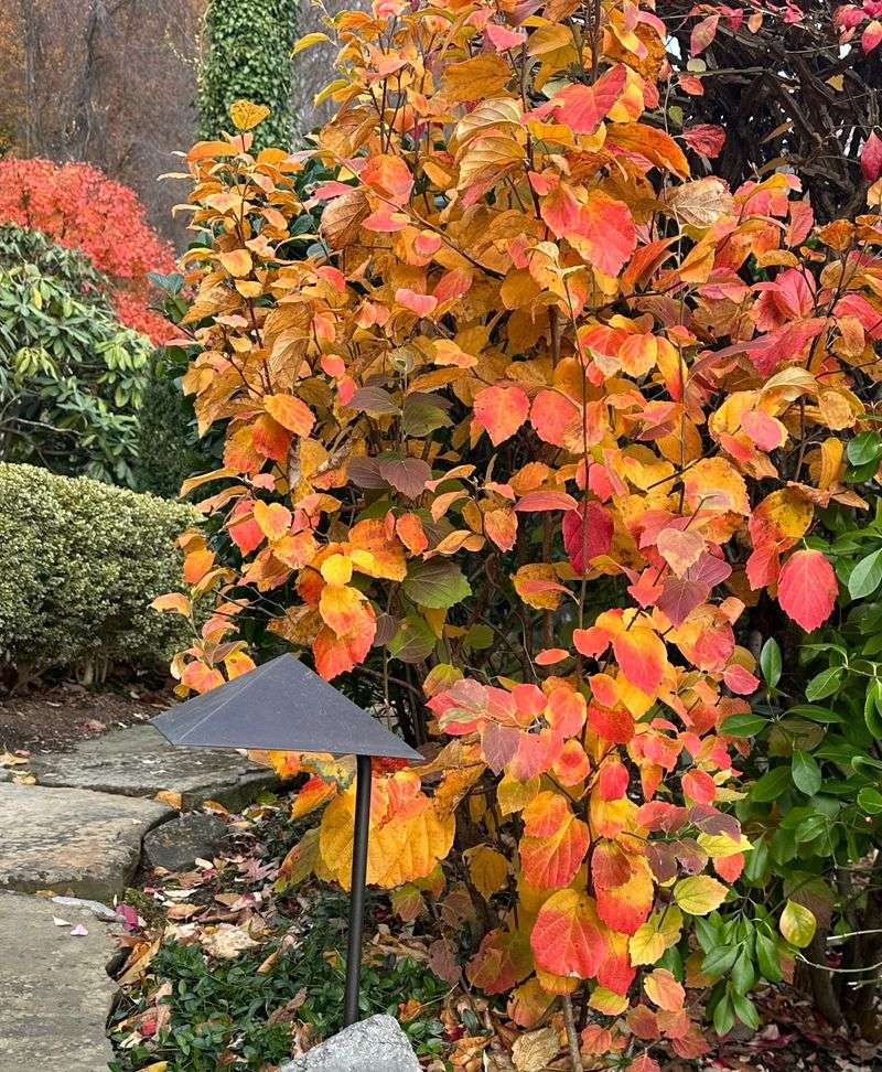 Seasonal Color Gives This Shrub Interest Beyond Spring