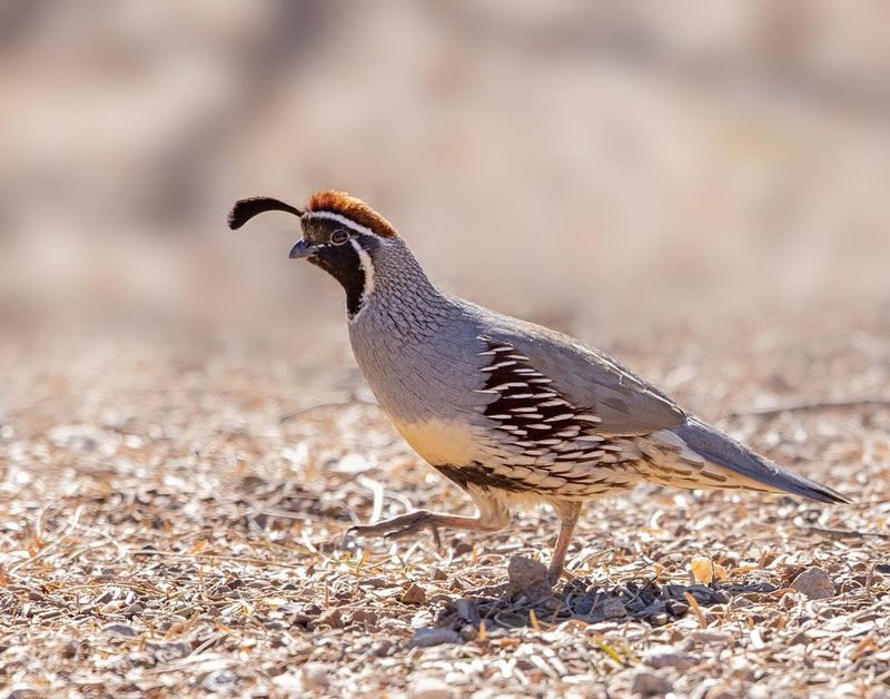 Seasonal Covey Changes May Make Quail More Noticeable
