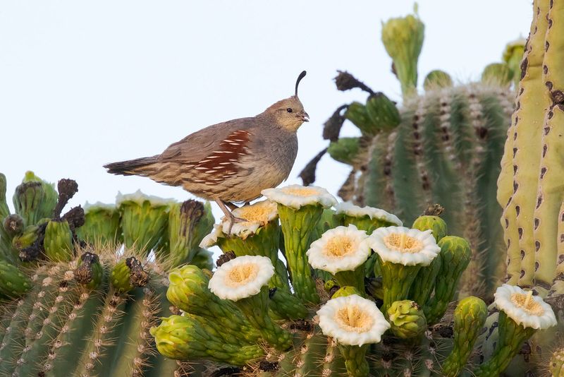 Seasonal Food Sources May Be Making Your Yard More Useful