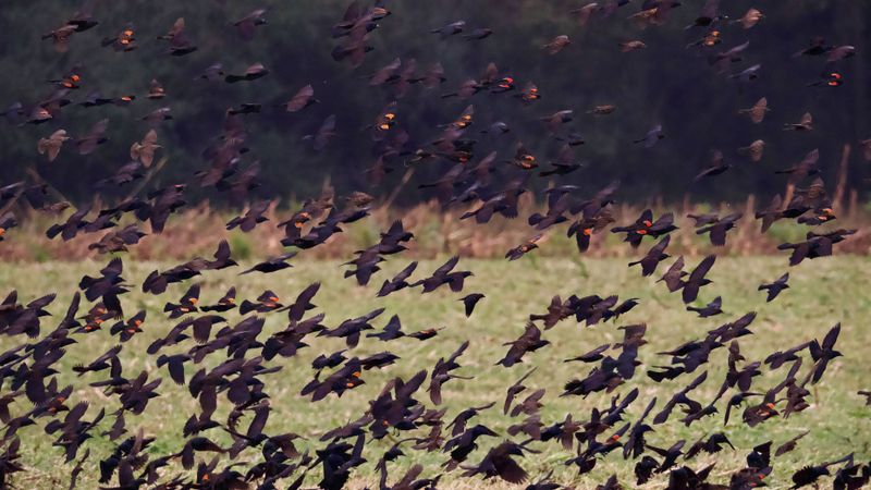 Seasonal Migration Patterns Affecting Georgia Lawns