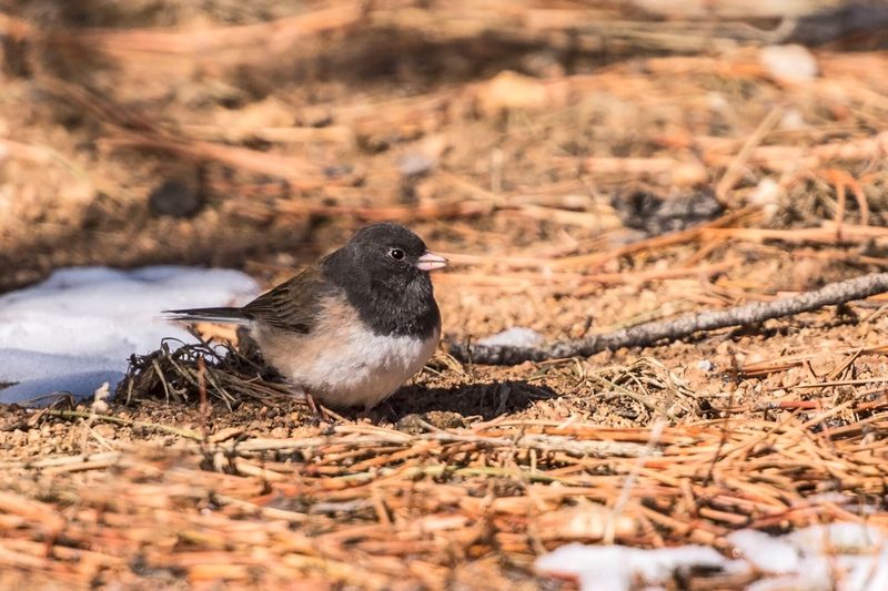 Seasonal Movement Is Bringing More Juncos Into View Seasonal Movement Is Bringing More Juncos Into View
