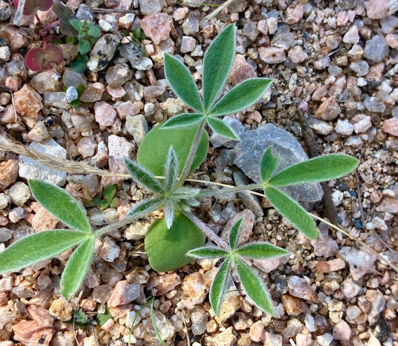 Seasonal Rain Can Help Seedlings Establish Seasonal Rain Can Help Seedlings Establish
