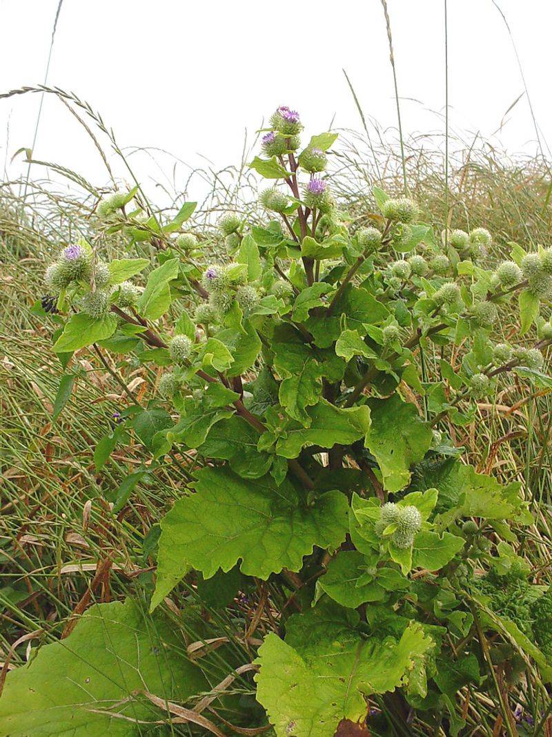 Second-Year Plants Send Up Tall Flowering Stalks Second-Year Plants Send Up Tall Flowering Stalks