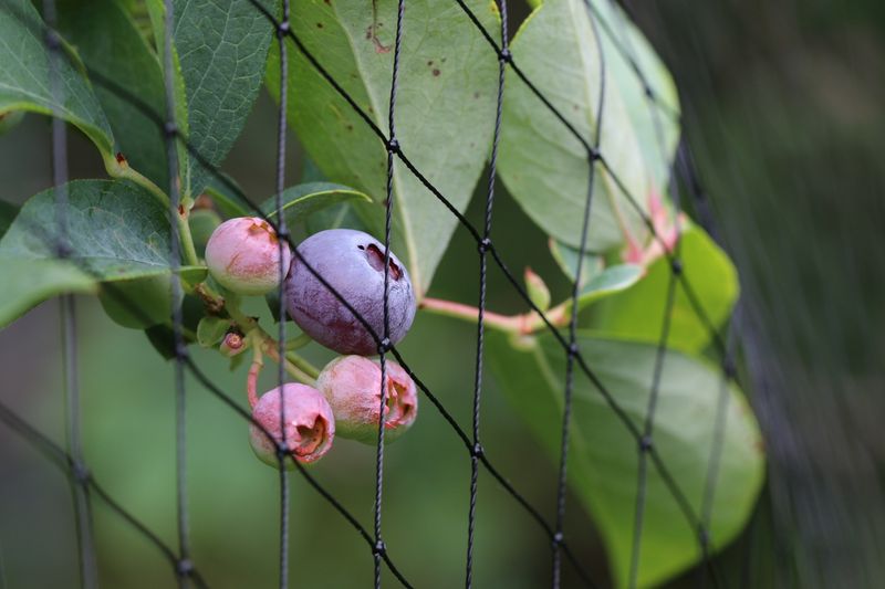 Secure Netting All The Way Around