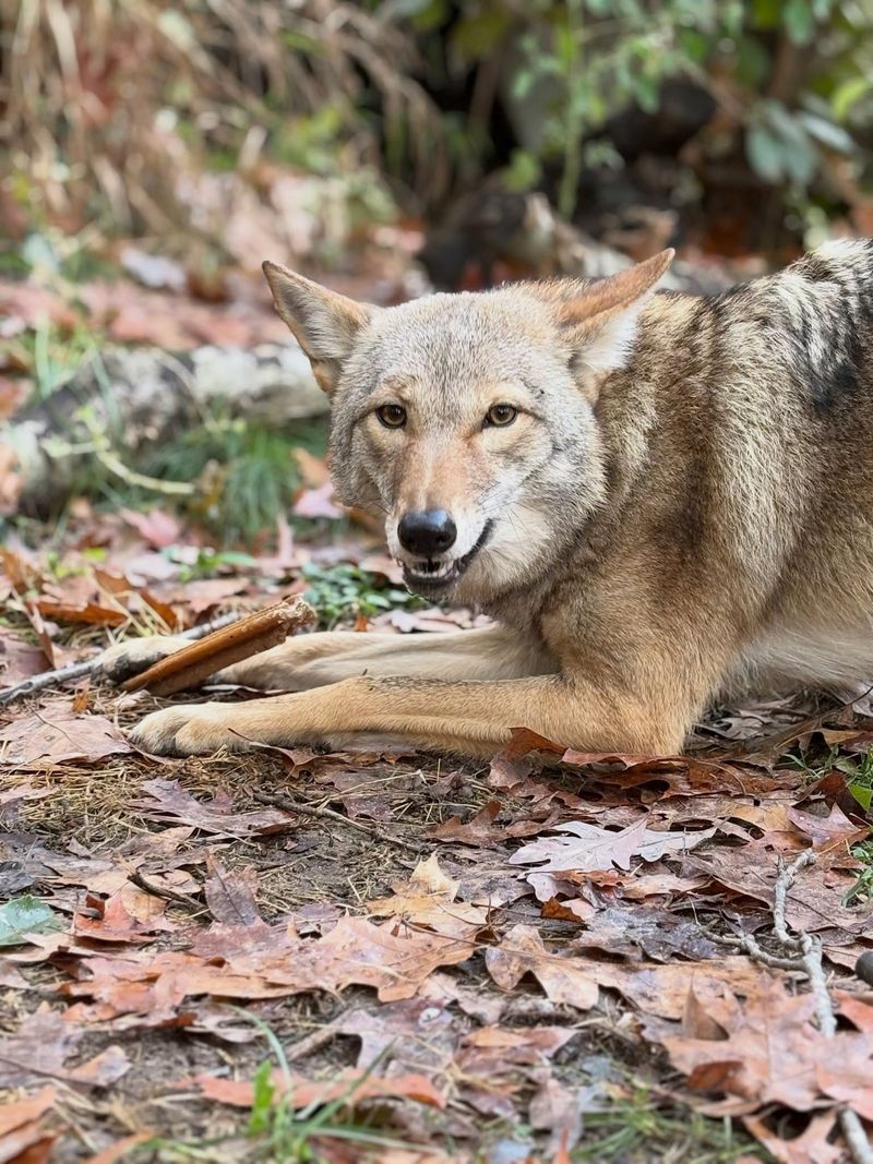 Secure Other Backyard Food Sources Coyotes Might Find Secure Other Backyard Food Sources Coyotes Might Find