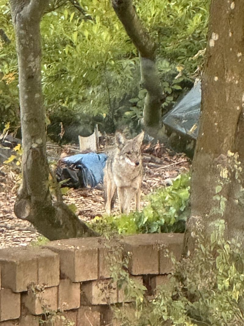 Secure Trash Before Coyotes Learn The Routine Secure Trash Before Coyotes Learn The Routine