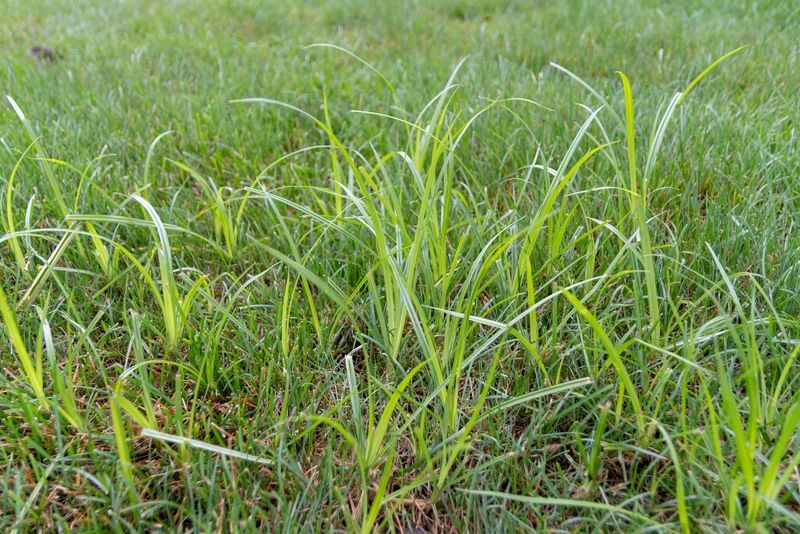 Sedge Traits That Set It Apart From Grass Weeds