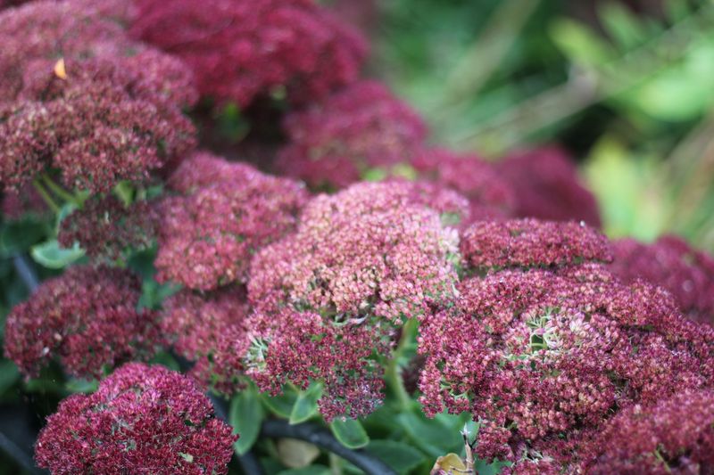 Sedum Sedum