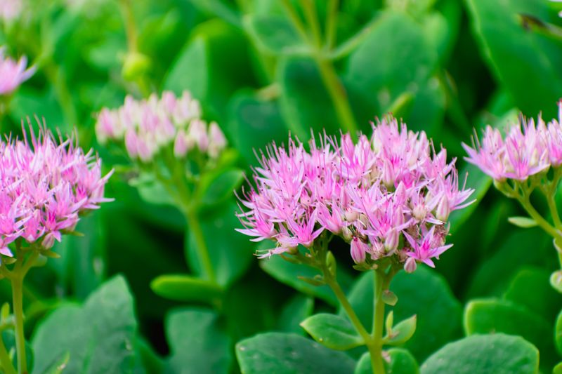Sedum Sedum