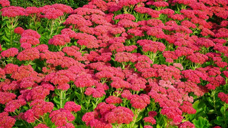 Sedum Sedum