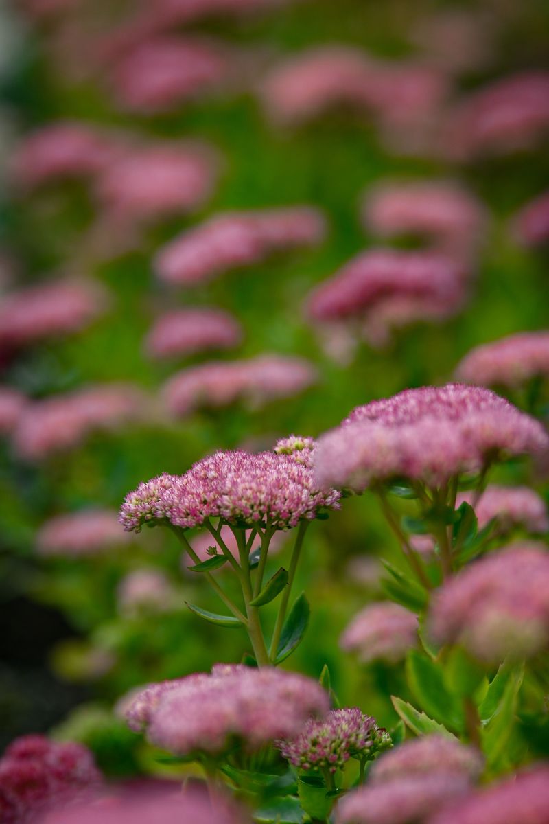 Sedum Sedum