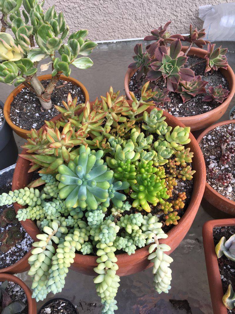 Sedum Fills Small Pots Without Drama Sedum Fills Small Pots Without Drama