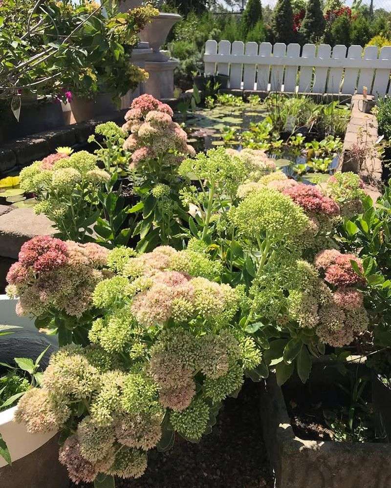 Sedum Shrugging Off Dry Soil And Hot Patios Sedum Shrugging Off Dry Soil And Hot Patios