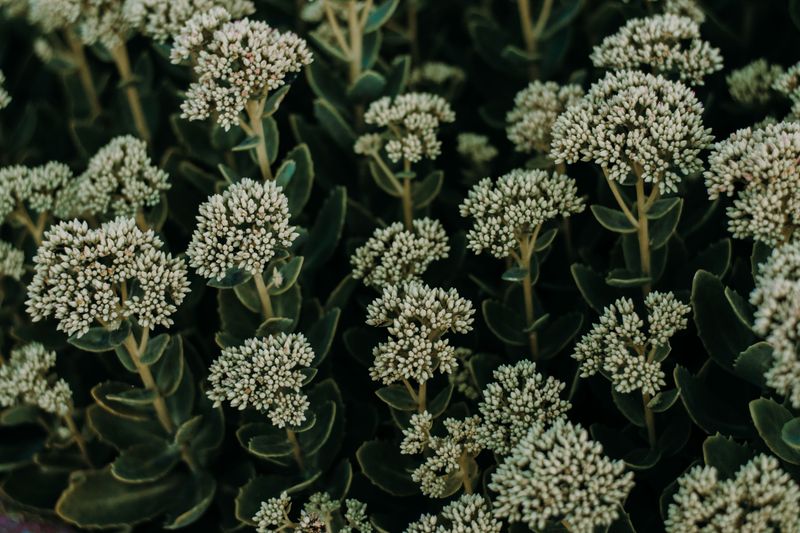 Sedum Stalks Protect Crowns Through Cold