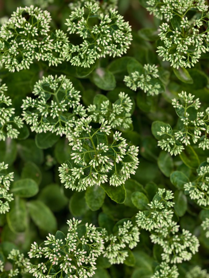 Sedum Withstands Drought And Cold Alike Sedum Withstands Drought And Cold Alike