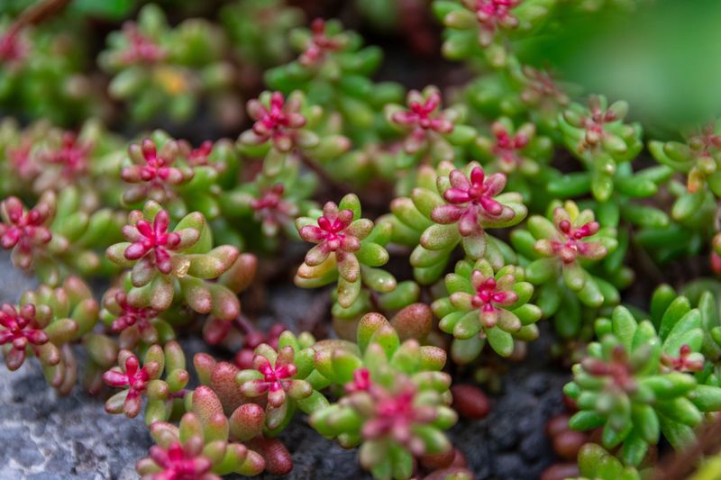 Sedum Sedum