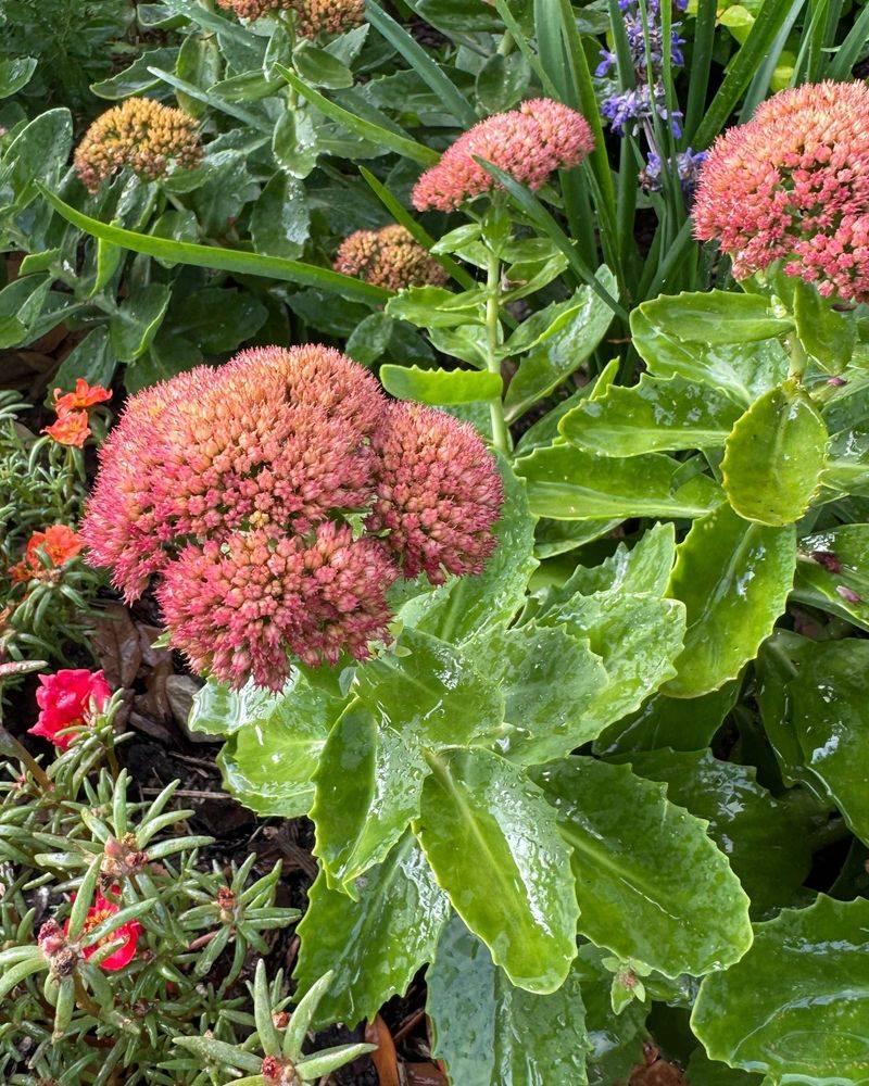 Sedums Heading Into Their Best Late-Season Show Sedums Heading Into Their Best Late-Season Show