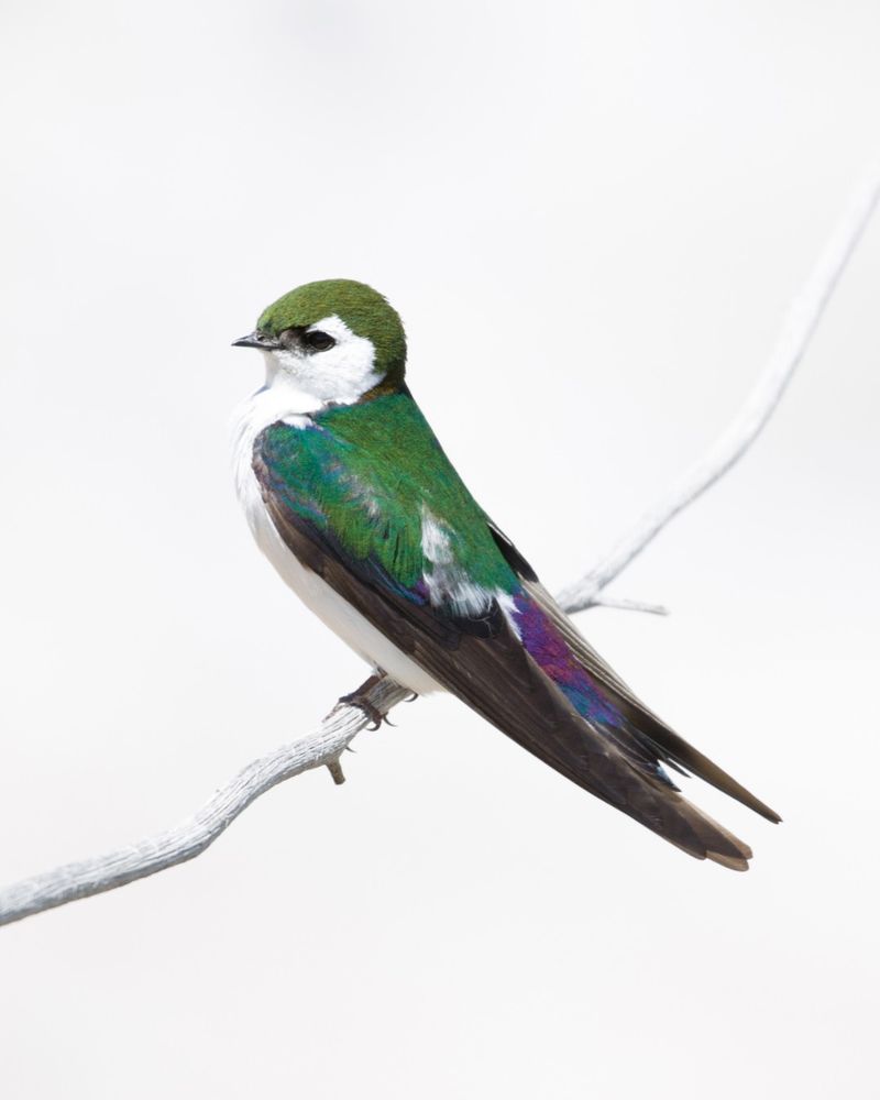 See Violet-Green Swallows Follow Summer Insects