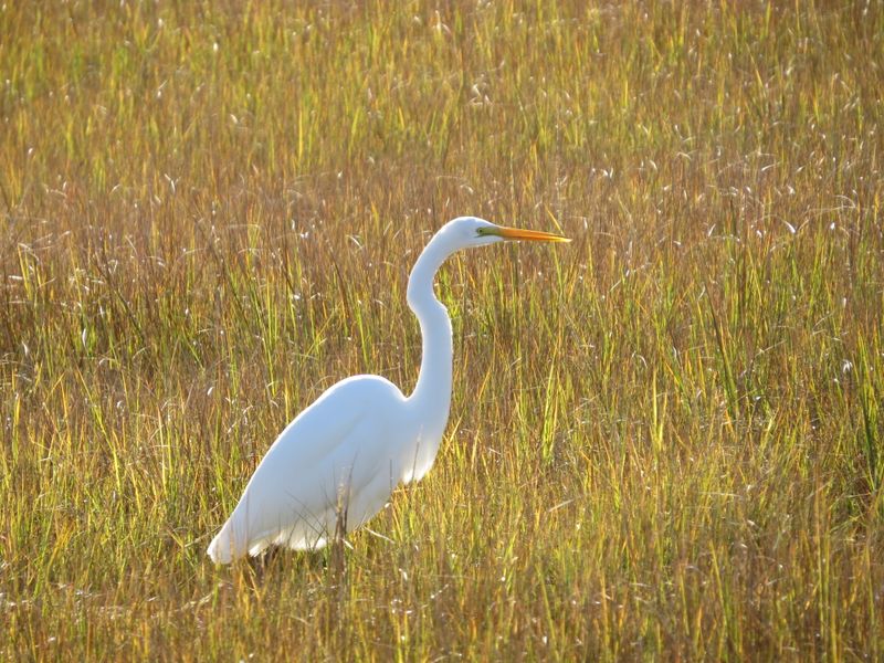 See Why Open Lawns Make Hunting Easier