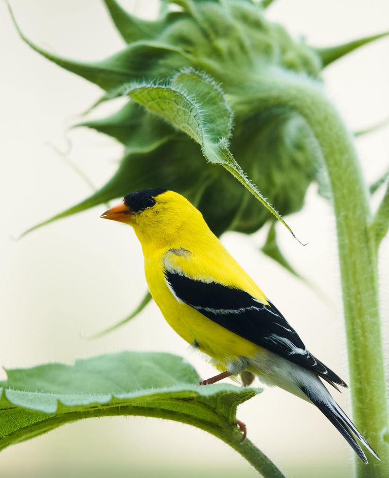 Seed Heads Are Valuable During Migration