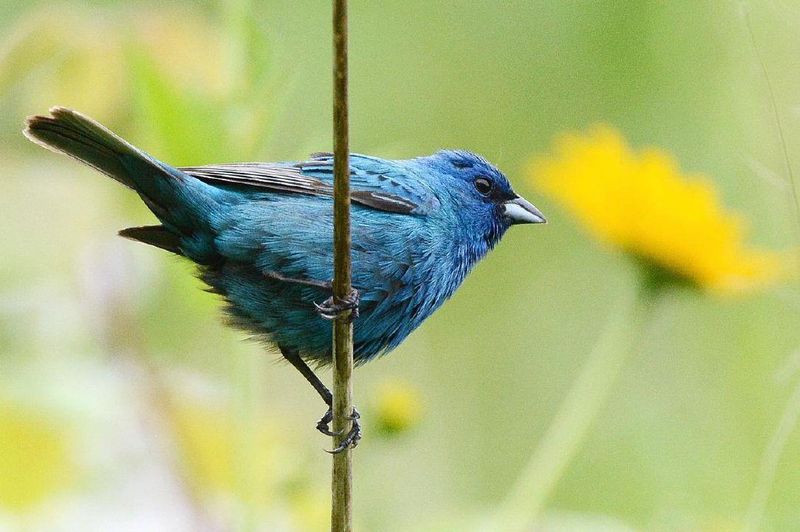 Seed Heads Give Indigo Buntings A Reason To Drop In