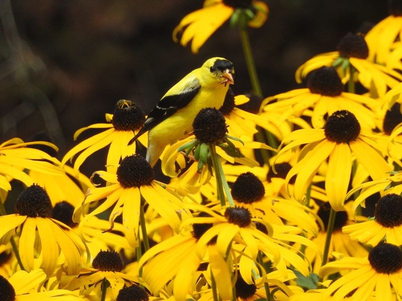 Seed Heads Keep Offering Garden Value After Blooming