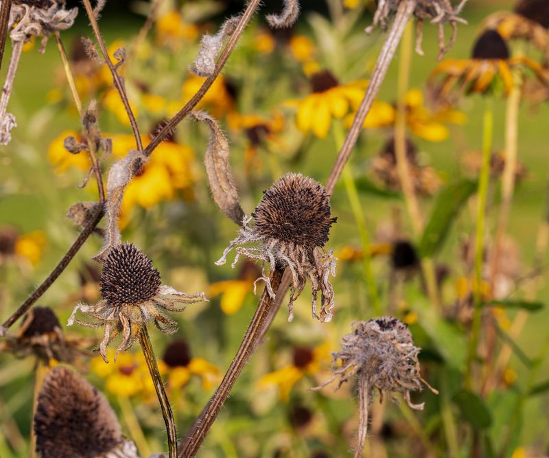 Seed Heads Prepare The Garden For Next Year Seed Heads Prepare The Garden For Next Year