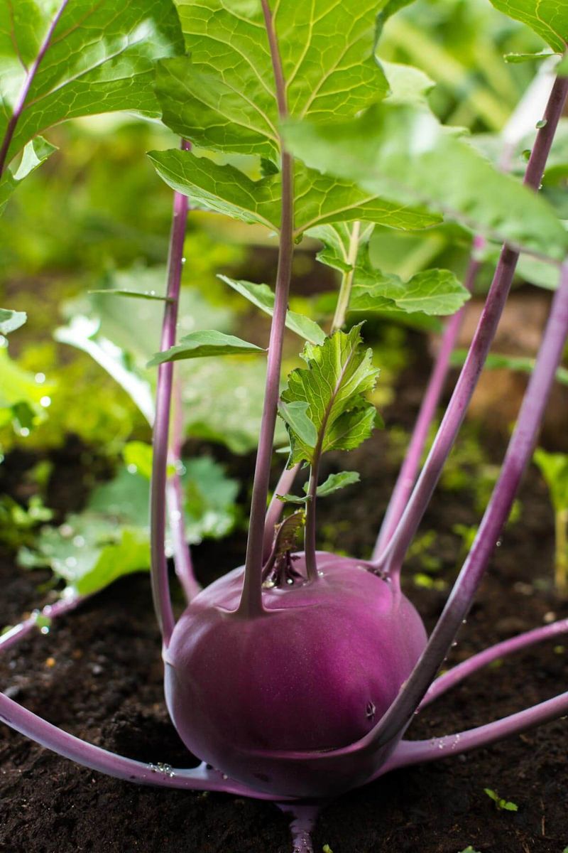Seed Kohlrabi For Fast Crunch Seed Kohlrabi For Fast Crunch