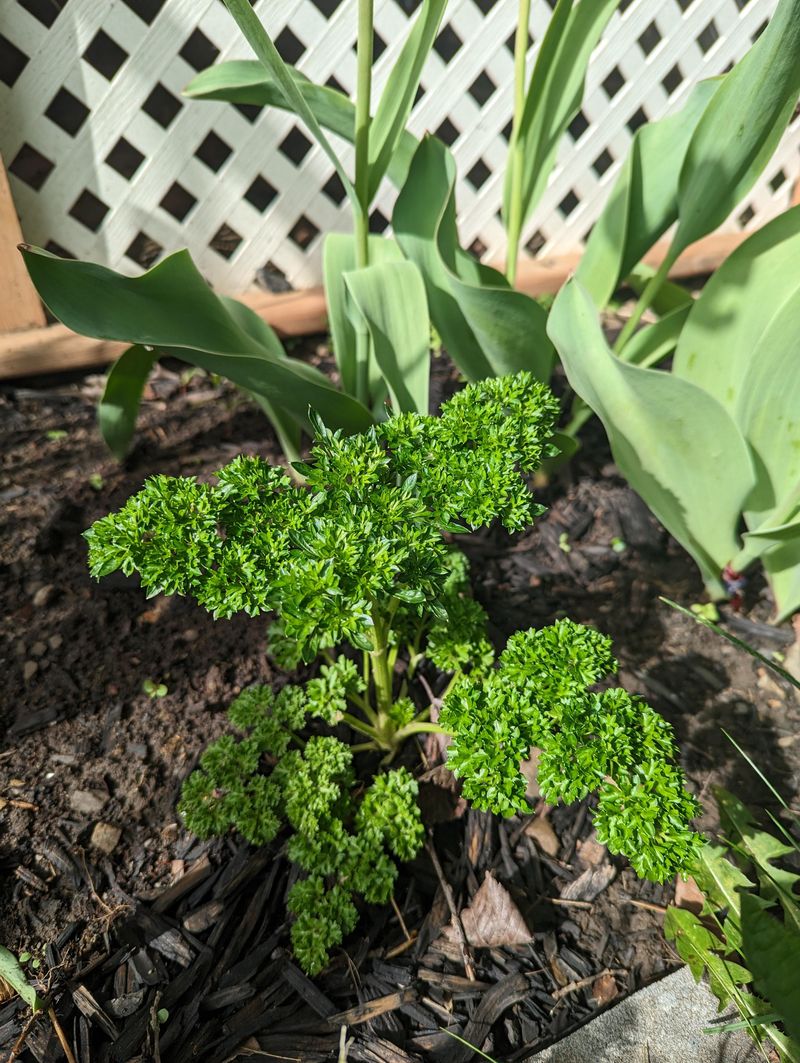 Seed Parsley For A Long Harvest