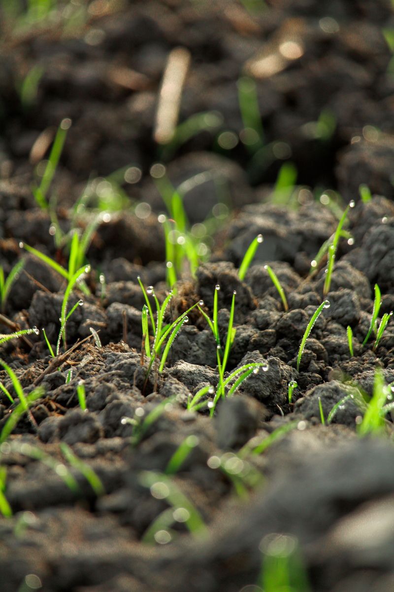 Seed To Soil Contact Problems That Show Up Later
