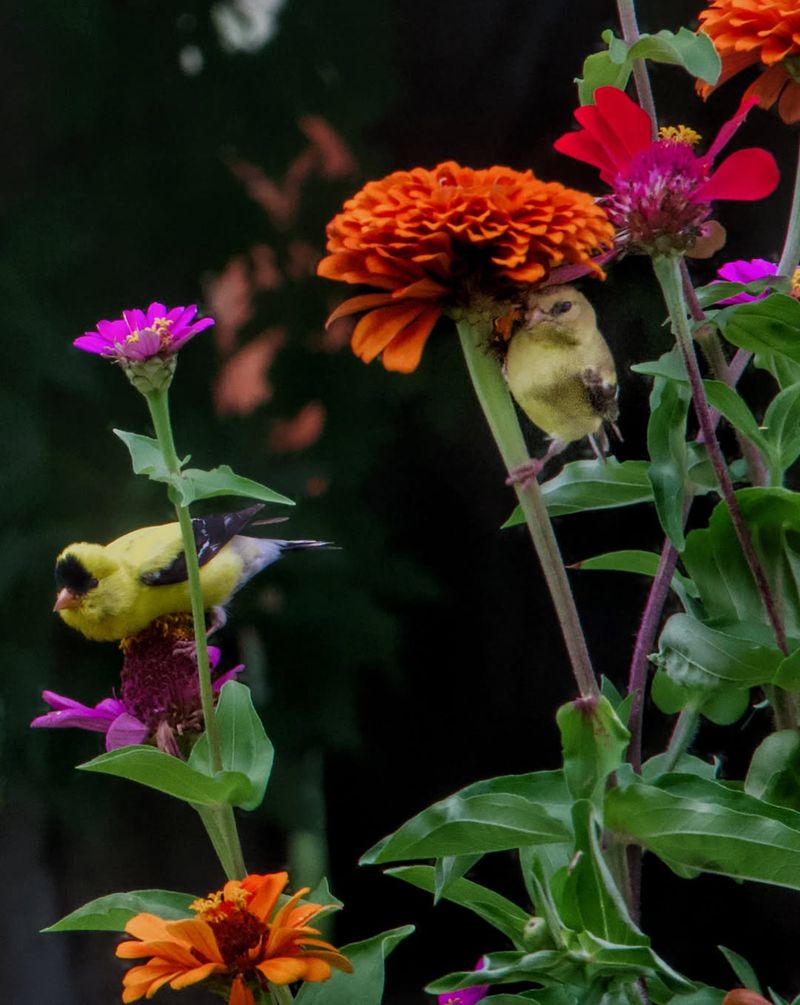 Seeded Zinnias Keep Them Visiting Seeded Zinnias Keep Them Visiting