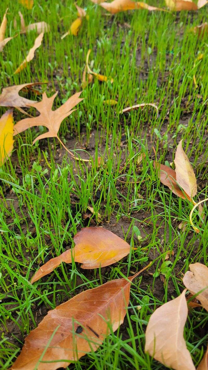 Seeding In October Leaves Roots Too Shallow For Winter Seeding In October Leaves Roots Too Shallow For Winter