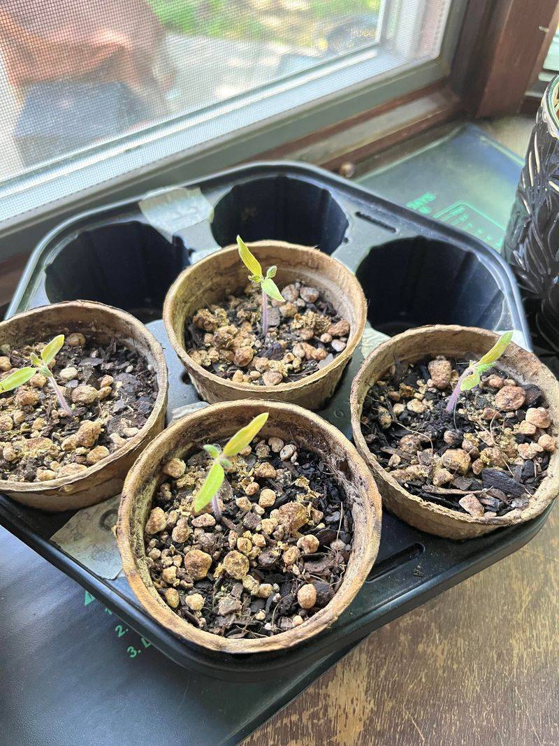 Seedlings Getting Their Tender Roots Burned Fast Seedlings Getting Their Tender Roots Burned Fast