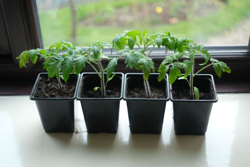 Seedlings Often Outgrow This On Their Own Seedlings Often Outgrow This On Their Own