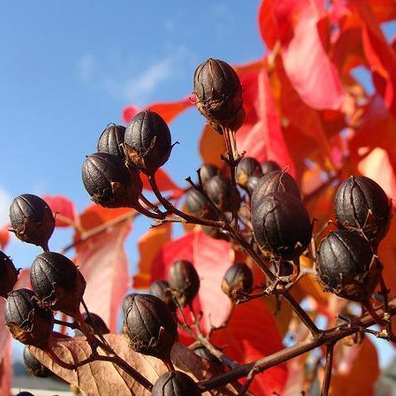 Seedpods Signal Where Your Pruners Should Stop
