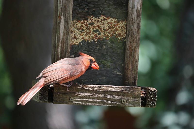 Seeds And Berries Become A Bigger Part Of The Menu