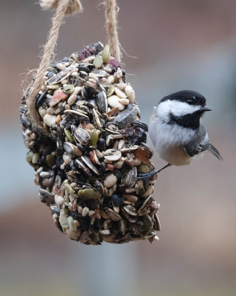 Seeds Can Bring Them Back Too
