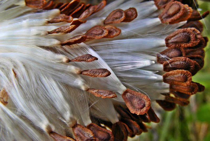 Seeds Outcompete Native Plants Seeds Outcompete Native Plants