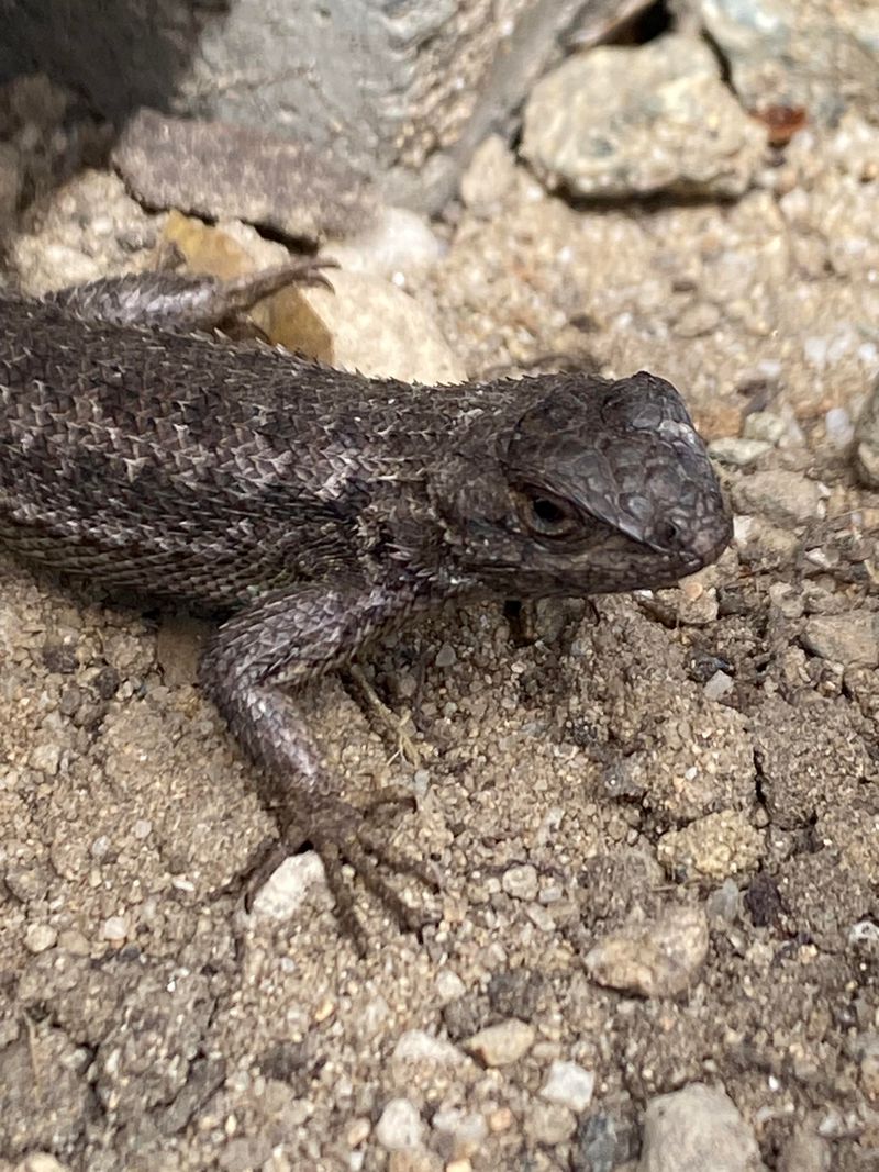 Seeing More Lizards Can Mean The Yard Offers Good Shelter
