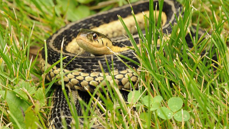 Seeing One Can Mean Your Yard Has Useful Habitat Seeing One Can Mean Your Yard Has Useful Habitat