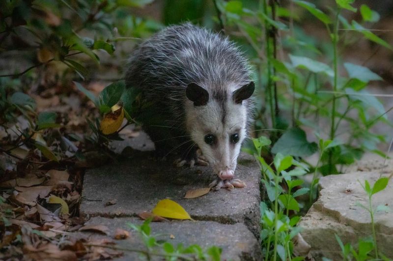 Seeing One Doesn't Automatically Mean Rabies