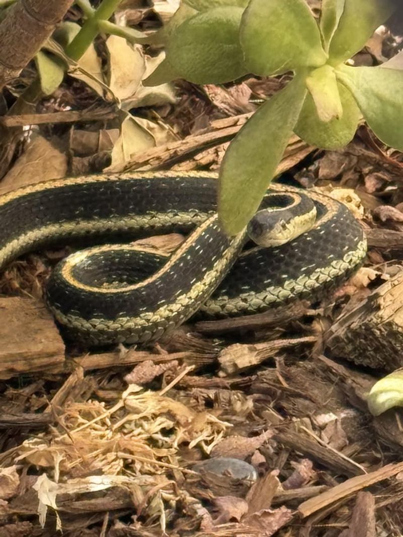 Seeing One Often Means Your Yard Has Good Wildlife Habitat